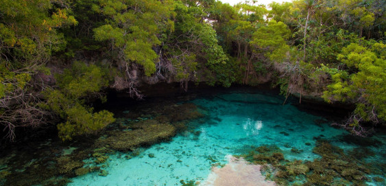 Aquarium naturel de Maré turquoise verdure  nature