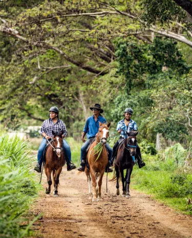 Chevaux en brousse